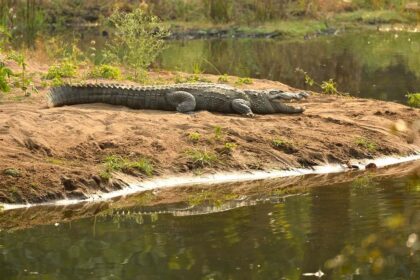 Horror Unleashed: Woman Drops Mute Child into Crocodile-Infested River