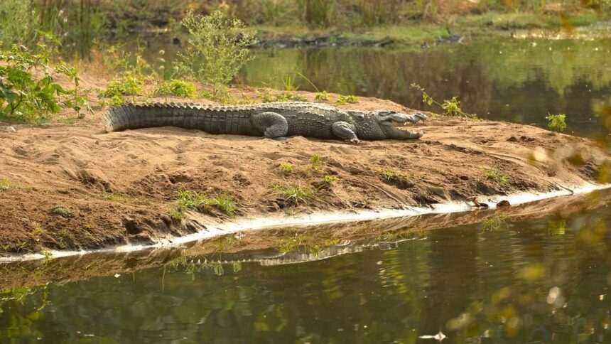 Horror Unleashed: Woman Drops Mute Child into Crocodile-Infested River