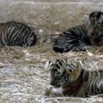 Heartbreak in Ranchi: Four Tigress Cubs Perish