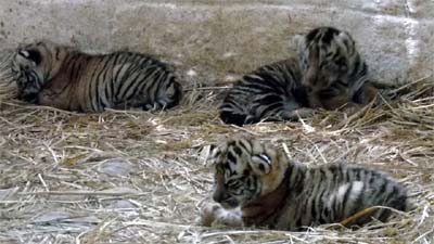 Heartbreak in Ranchi: Four Tigress Cubs Perish