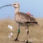 Bird Migration: First Tagged Whimbrel in Chhattisgarh