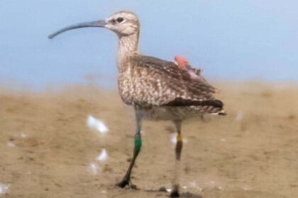 Bird Migration: First Tagged Whimbrel in Chhattisgarh