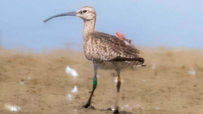 Bird Migration: First Tagged Whimbrel in Chhattisgarh