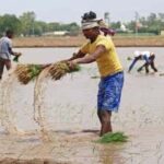 ater-Saving Revolution: Direct Seeding Rice Mastery