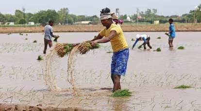 ater-Saving Revolution: Direct Seeding Rice Mastery