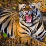 Tiger Terror Strikes: Grazing Woman Killed in Mysuru Attack