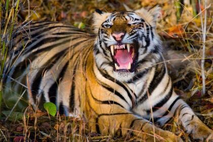 Tiger Terror Strikes: Grazing Woman Killed in Mysuru Attack