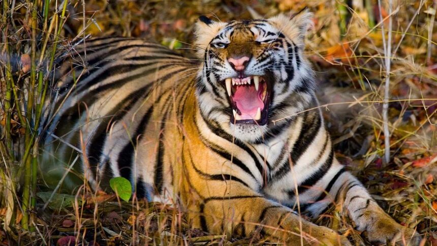 Tiger Terror Strikes: Grazing Woman Killed in Mysuru Attack