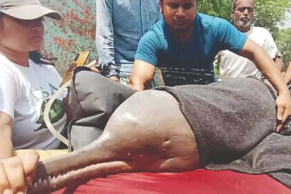 Dolphins Rescued: 24-Hour Sharda Canal Operation Success