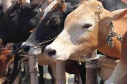 Moo-tiful Makeover: Alwar's Cowshed Revolution