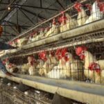 Bird Flu: WHO Warns of Public Health Threat After Death