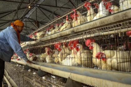 Bird Flu: WHO Warns of Public Health Threat After Death