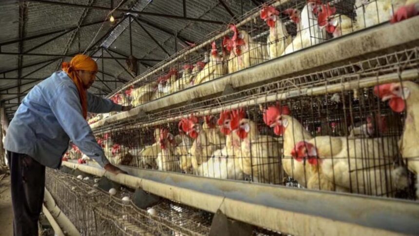 Bird Flu: WHO Warns of Public Health Threat After Death