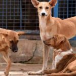Stray Dog Attack: Young Boy Dies in Hyderabad Dumping Yard