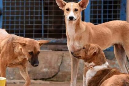 Stray Dog Attack: Young Boy Dies in Hyderabad Dumping Yard