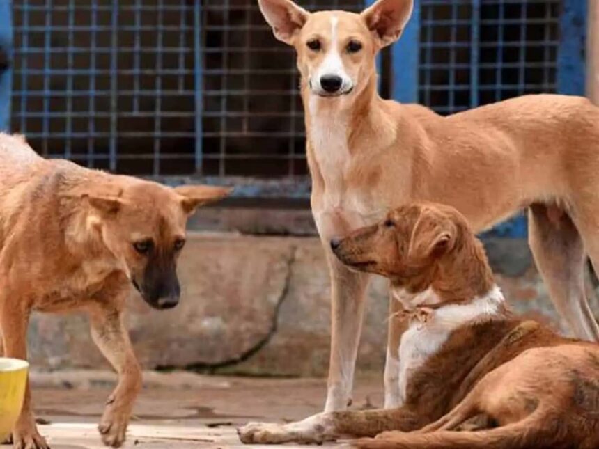 Stray Dog Attack: Young Boy Dies in Hyderabad Dumping Yard