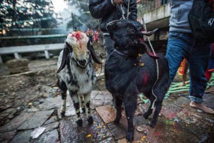 No Animal Sacrifice Near Temple: Kerala Government Counters Karnataka Deputy CM