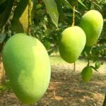 Malda's Mango Bonanza: 250 Rare Finds Unveiled