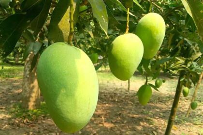 Malda's Mango Bonanza: 250 Rare Finds Unveiled