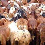 Animal Husbandry Probe: ED Demands Scam Details