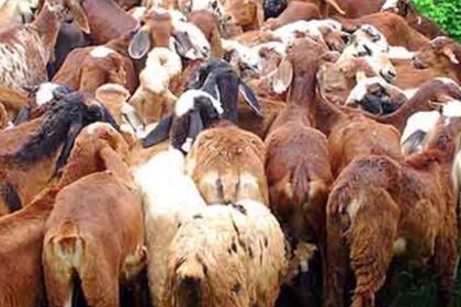 Animal Husbandry Probe: ED Demands Scam Details