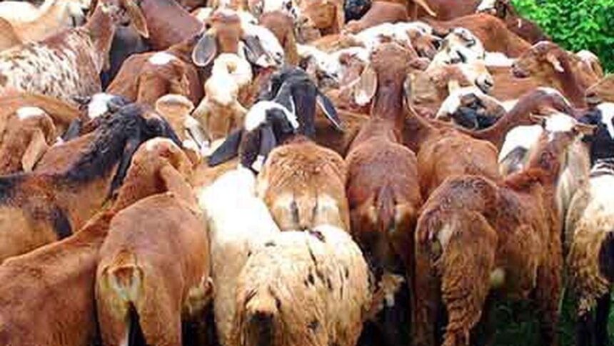 Animal Husbandry Probe: ED Demands Scam Details