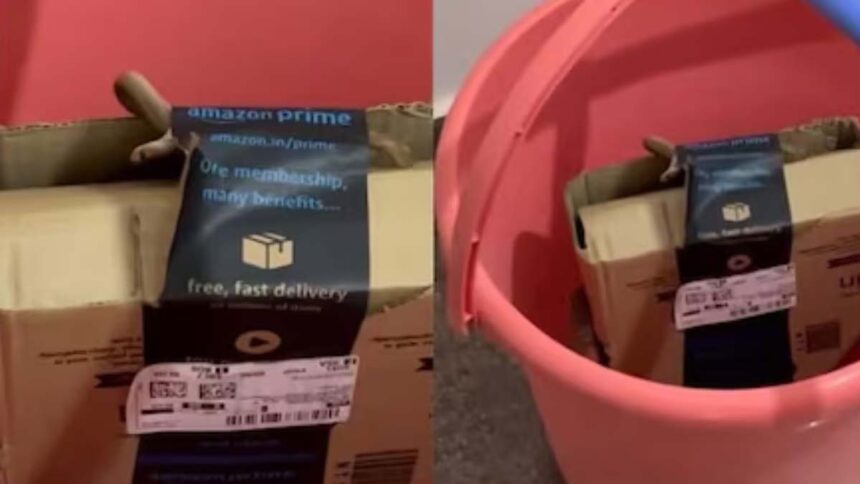 Shocking Serpent: Bengaluru Couple Finds Venomous Snake in Amazon Package