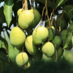 CSA produces chemical free mangoes using organic fertilizer