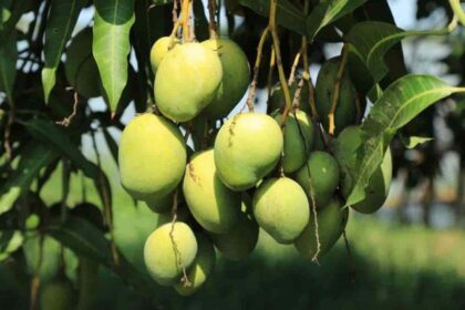 CSA produces chemical free mangoes using organic fertilizer