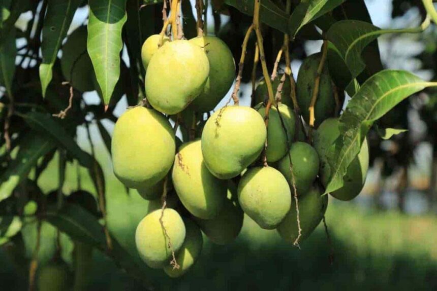 CSA produces chemical free mangoes using organic fertilizer