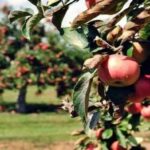 Due to weather, this time apple production in Himachal has fallen drastically