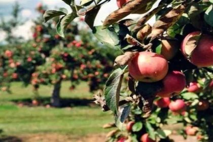 Due to weather, this time apple production in Himachal has fallen drastically