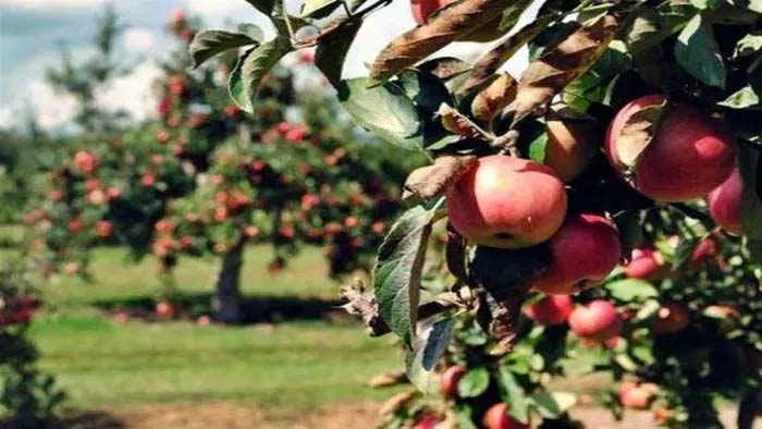 Due to weather, this time apple production in Himachal has fallen drastically