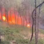 Himachal Horror: Dingu Forest Engulfed in Devastating Fire