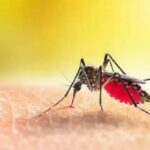 Dengue outbreak in Karnataka, 80 new cases