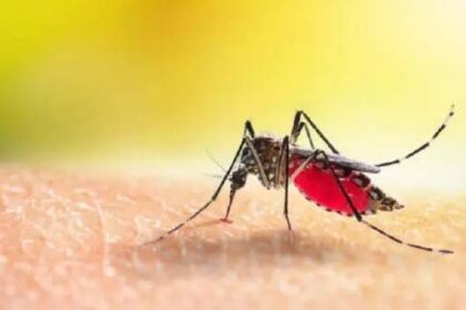 Dengue outbreak in Karnataka, 80 new cases