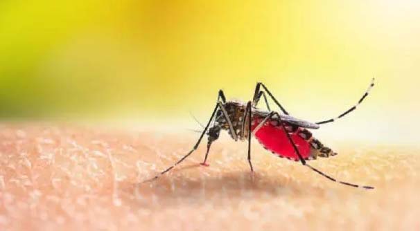 Dengue outbreak in Karnataka, 80 new cases