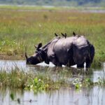 137 animals including 6 rhinos died in Kaziranga National Park due to floods in Assam