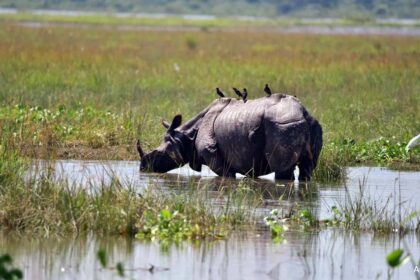 137 animals including 6 rhinos died in Kaziranga National Park due to floods in Assam