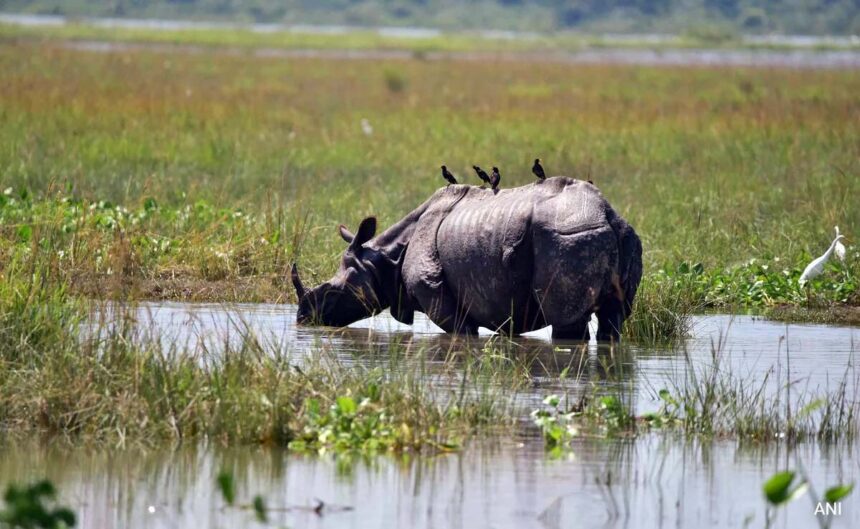 137 animals including 6 rhinos died in Kaziranga National Park due to floods in Assam