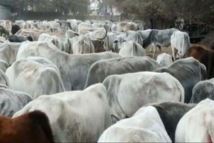 Cows died in Sambhal's Gaushala, officials rushed