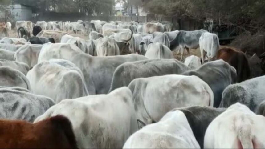 Cows died in Sambhal's Gaushala, officials rushed