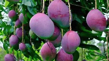 Mango: This Japanese variety of mango is sold in lakhs, one kilo of mango can make you a millionaire