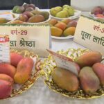 Lucknow Mango Man SN Shukla orchard has 352 varieties of mangoes