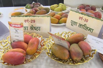 Lucknow Mango Man SN Shukla orchard has 352 varieties of mangoes