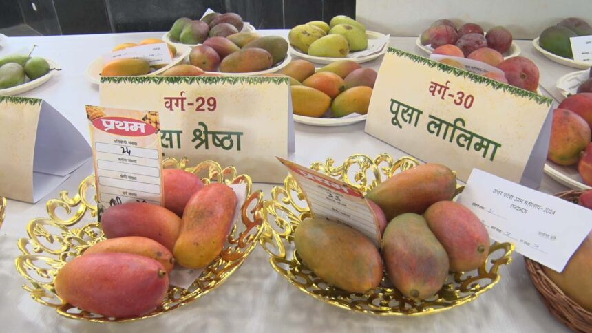 Lucknow Mango Man SN Shukla orchard has 352 varieties of mangoes