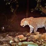 A ferocious leopard attacked the teenager like death, dragged him away into the jungle