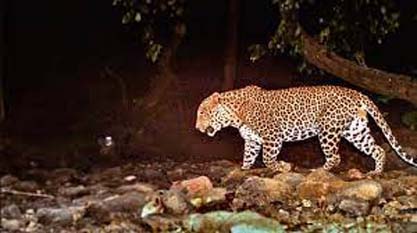 A ferocious leopard attacked the teenager like death, dragged him away into the jungle