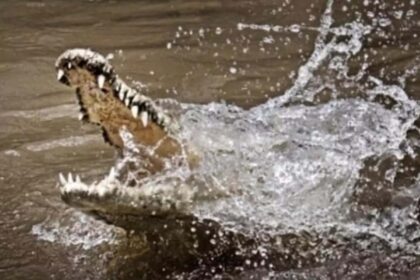 Child Fight With Crocodile