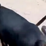 Bravery of UP police dog 'Diana', caught the accused of cow slaughter after running 2.5 km